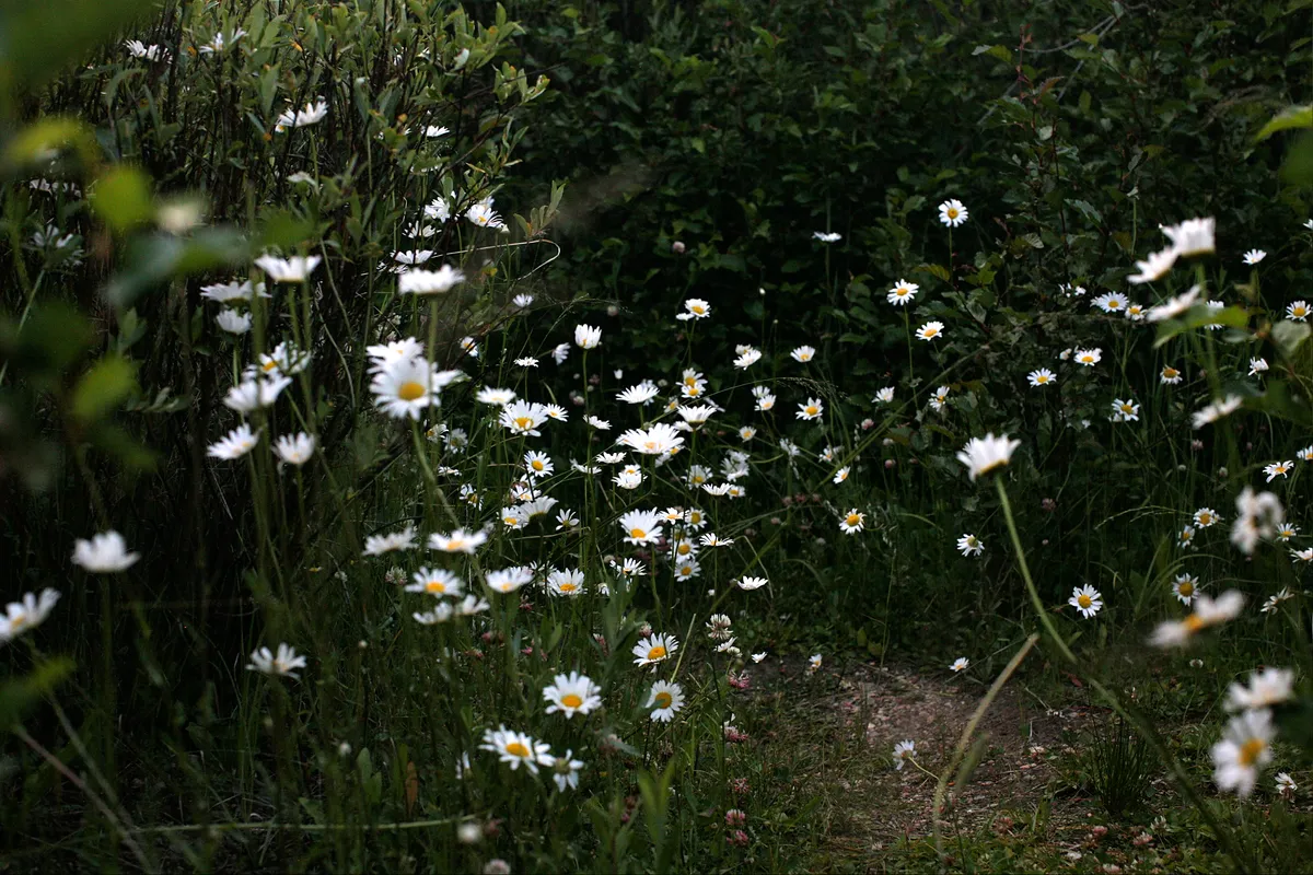 Flower1